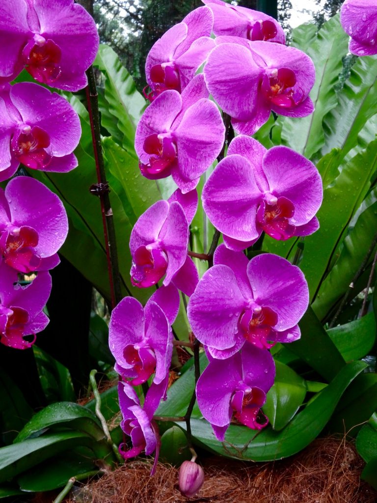 SIN-04 - 51 SIN-04 - 51