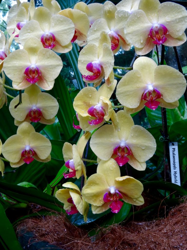 SIN-04 - 52 SIN-04 - 52