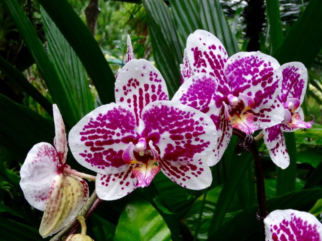 SIN-04 - 53 SIN-04 - 53