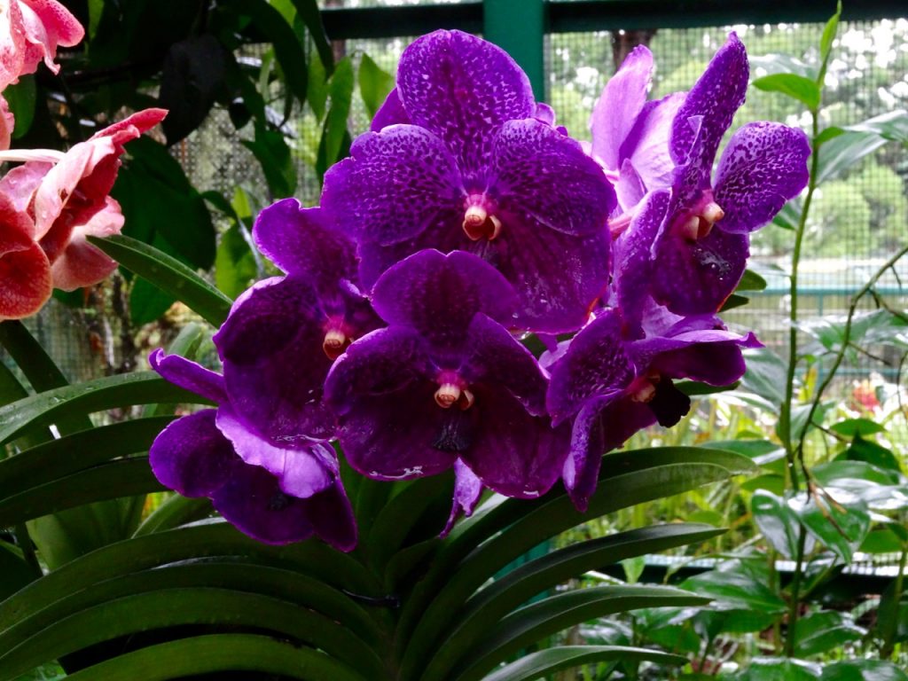 SIN-04 - 54 SIN-04 - 54