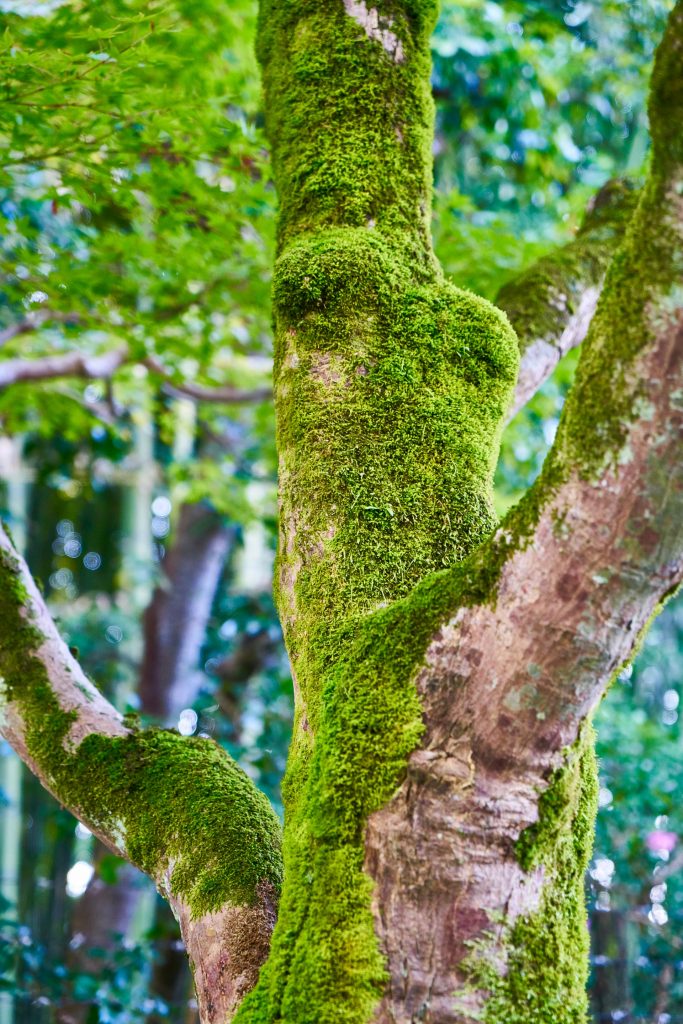 JAPAN-2016-02-005 JAPAN-2016-02-005