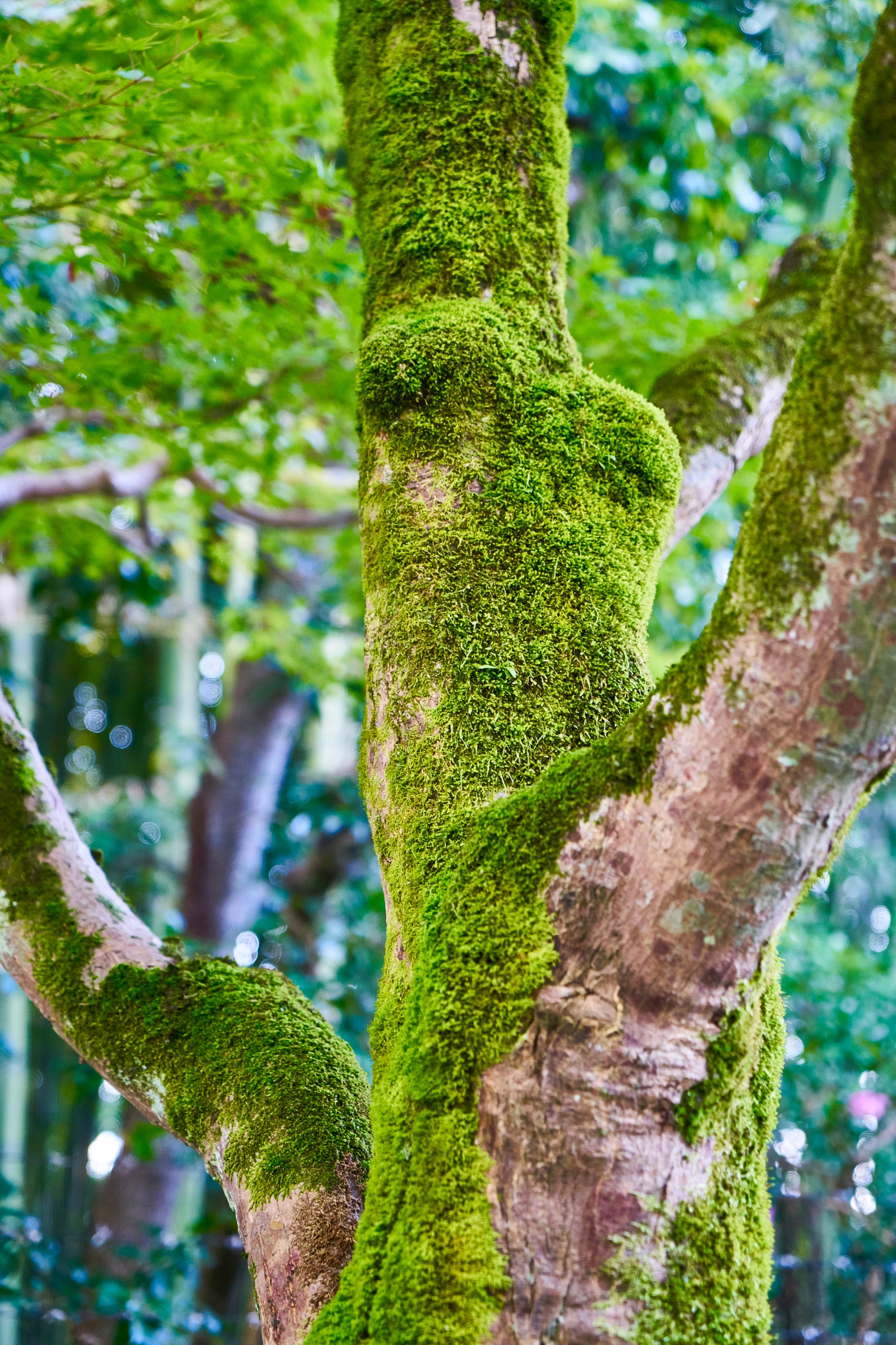 JAPAN-2016-02-005 JAPAN-2016-02-005