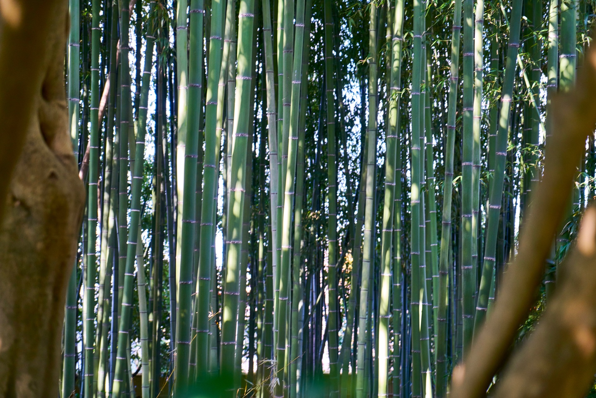 JAPAN-2016-02-006 JAPAN-2016-02-006