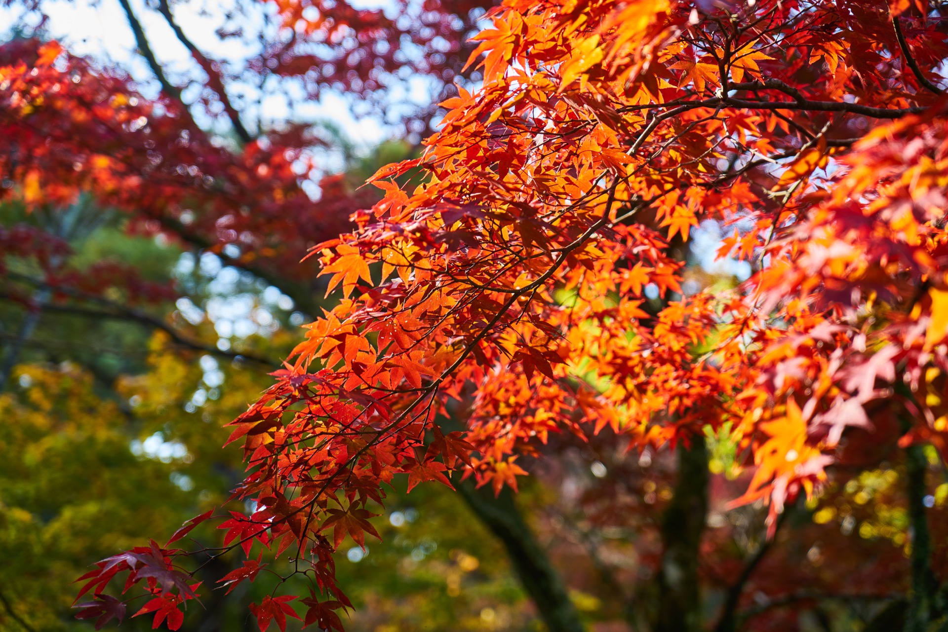 JAPAN-2016-02-022 JAPAN-2016-02-022