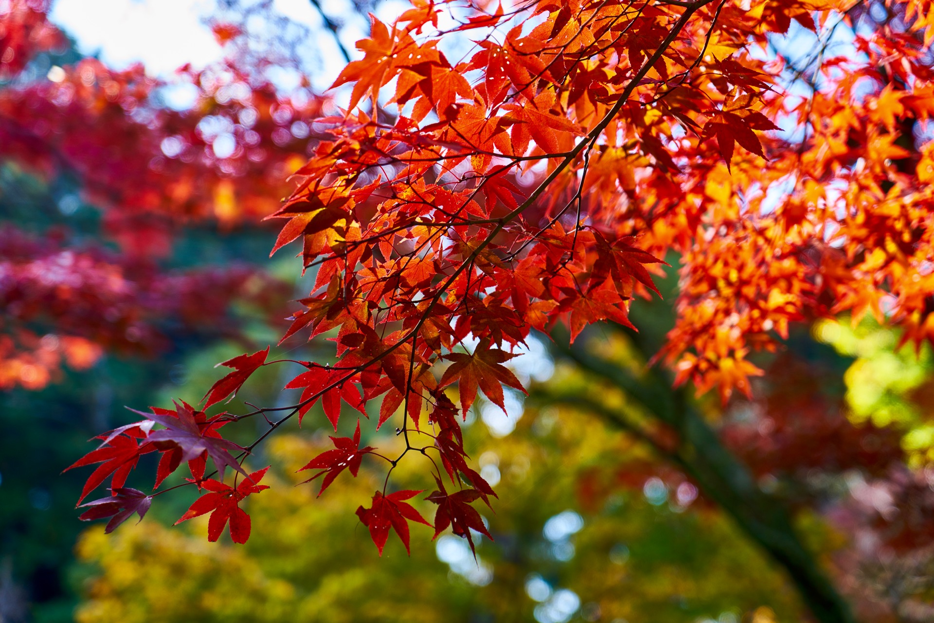 JAPAN-2016-02-023 JAPAN-2016-02-023