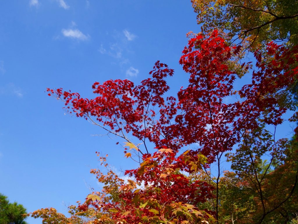 JAPAN-2016-02-027 JAPAN-2016-02-027