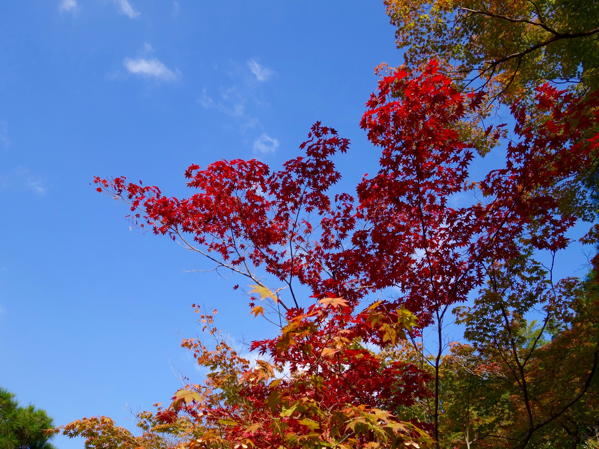 JAPAN-2016-02-027 JAPAN-2016-02-027