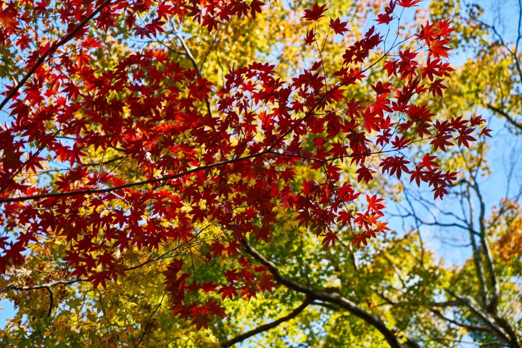 JAPAN-2016-02-028 JAPAN-2016-02-028