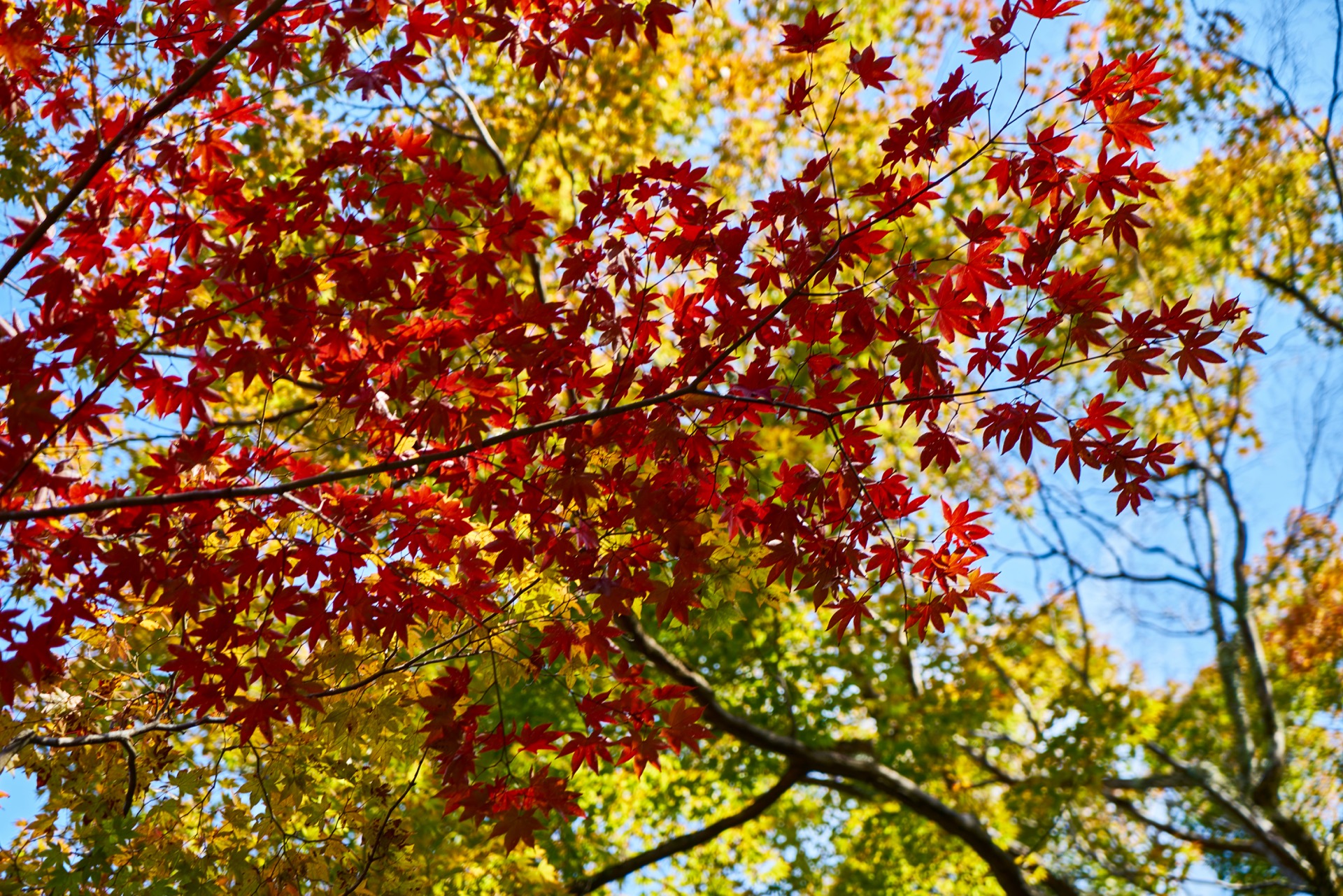 JAPAN-2016-02-028 JAPAN-2016-02-028