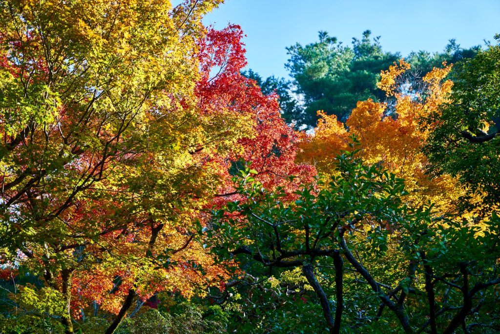 JAPAN-2016-02-030 JAPAN-2016-02-030