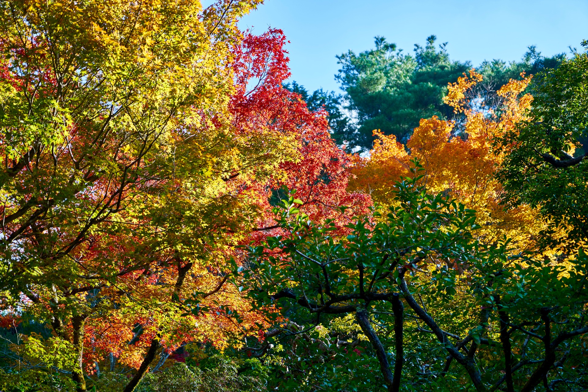 JAPAN-2016-02-030 JAPAN-2016-02-030