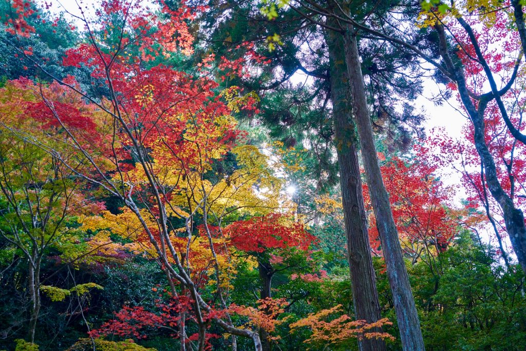 JAPAN-2016-02-032 JAPAN-2016-02-032