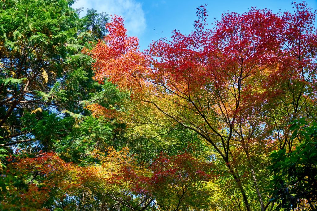 JAPAN-2016-02-033 JAPAN-2016-02-033