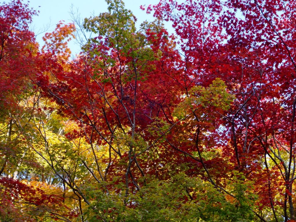 JAPAN-2016-02-034 JAPAN-2016-02-034