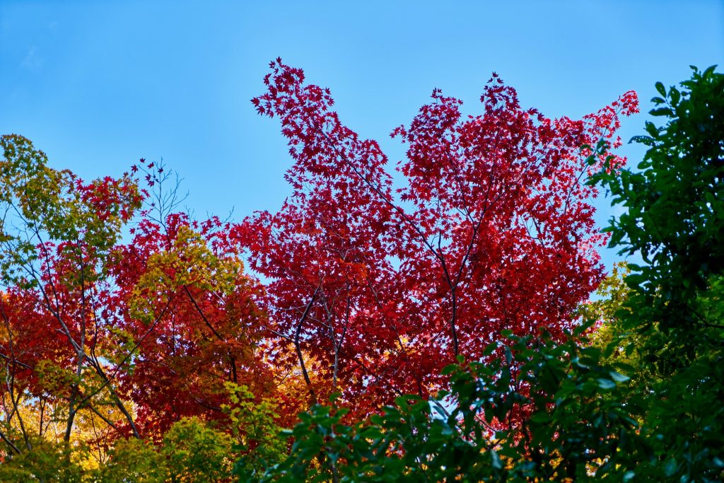 JAPAN-2016-02-035 JAPAN-2016-02-035