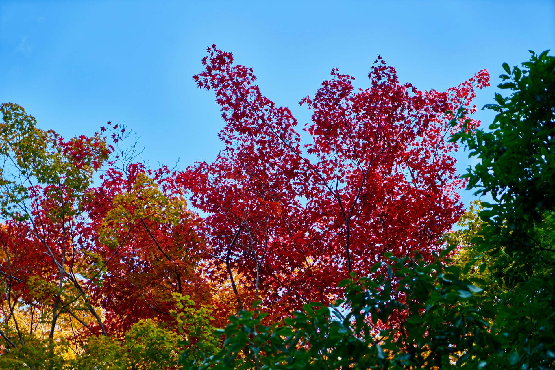 JAPAN-2016-02-035 JAPAN-2016-02-035