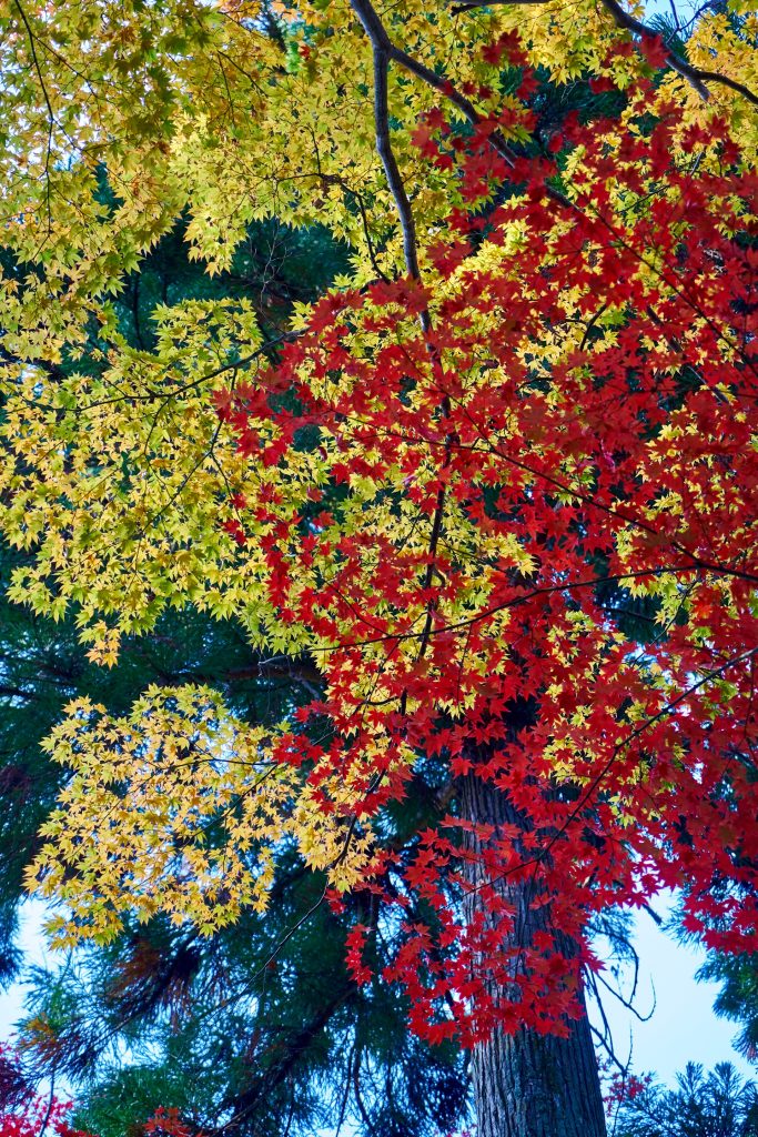 JAPAN-2016-02-037 JAPAN-2016-02-037