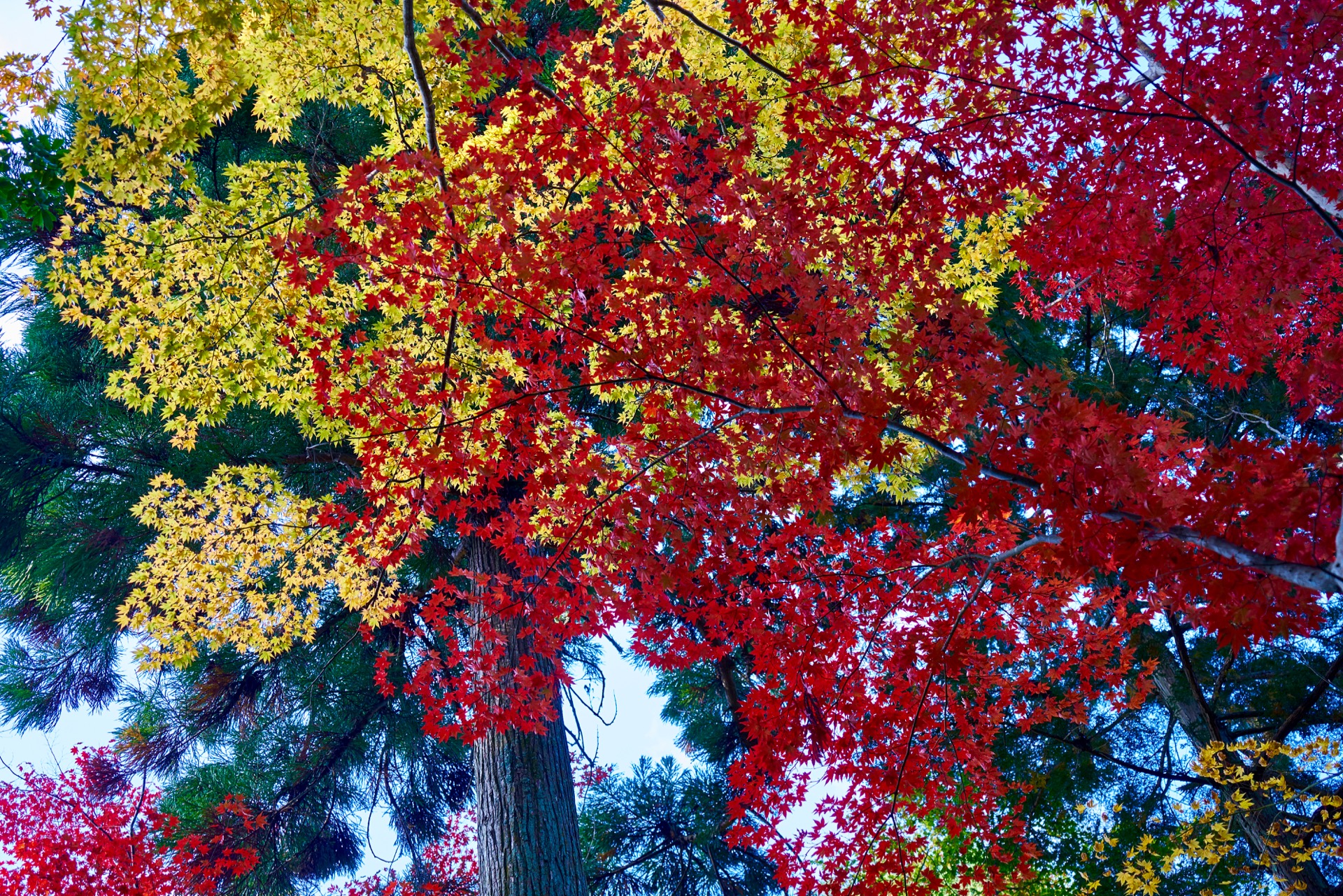 JAPAN-2016-02-038 JAPAN-2016-02-038