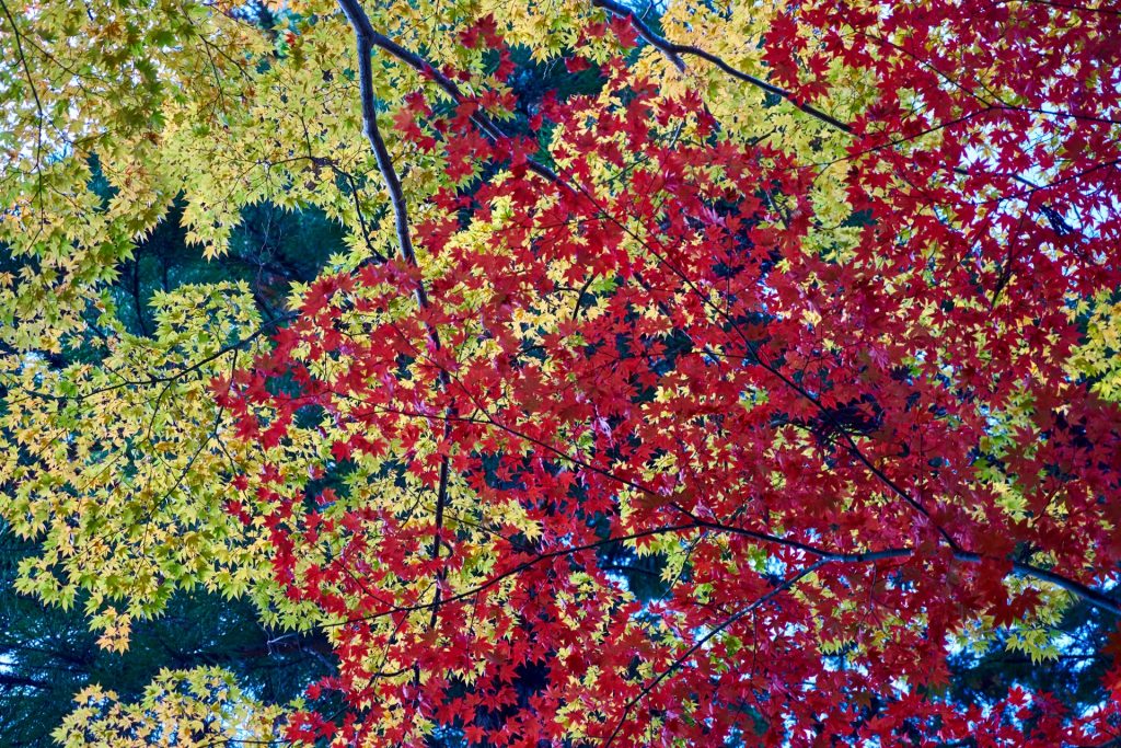 JAPAN-2016-02-040 JAPAN-2016-02-040