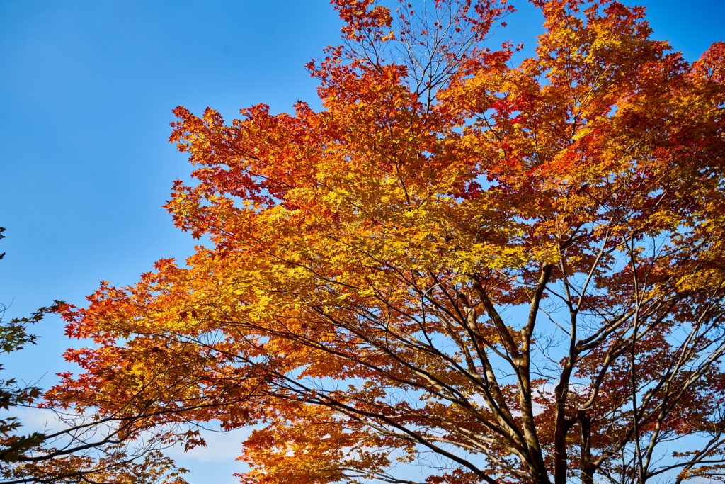 JAPAN-2016-02-044 JAPAN-2016-02-044