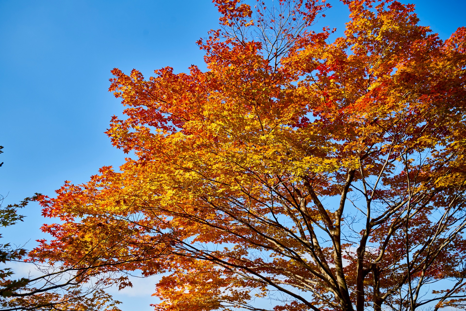 JAPAN-2016-02-044 JAPAN-2016-02-044