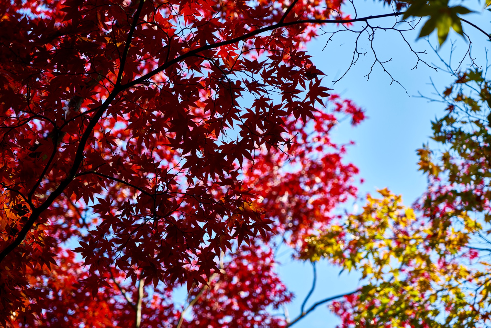 JAPAN-2016-02-049 JAPAN-2016-02-049