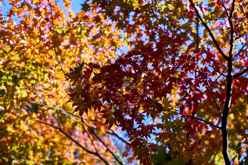 JAPAN-2016-02-050 JAPAN-2016-02-050