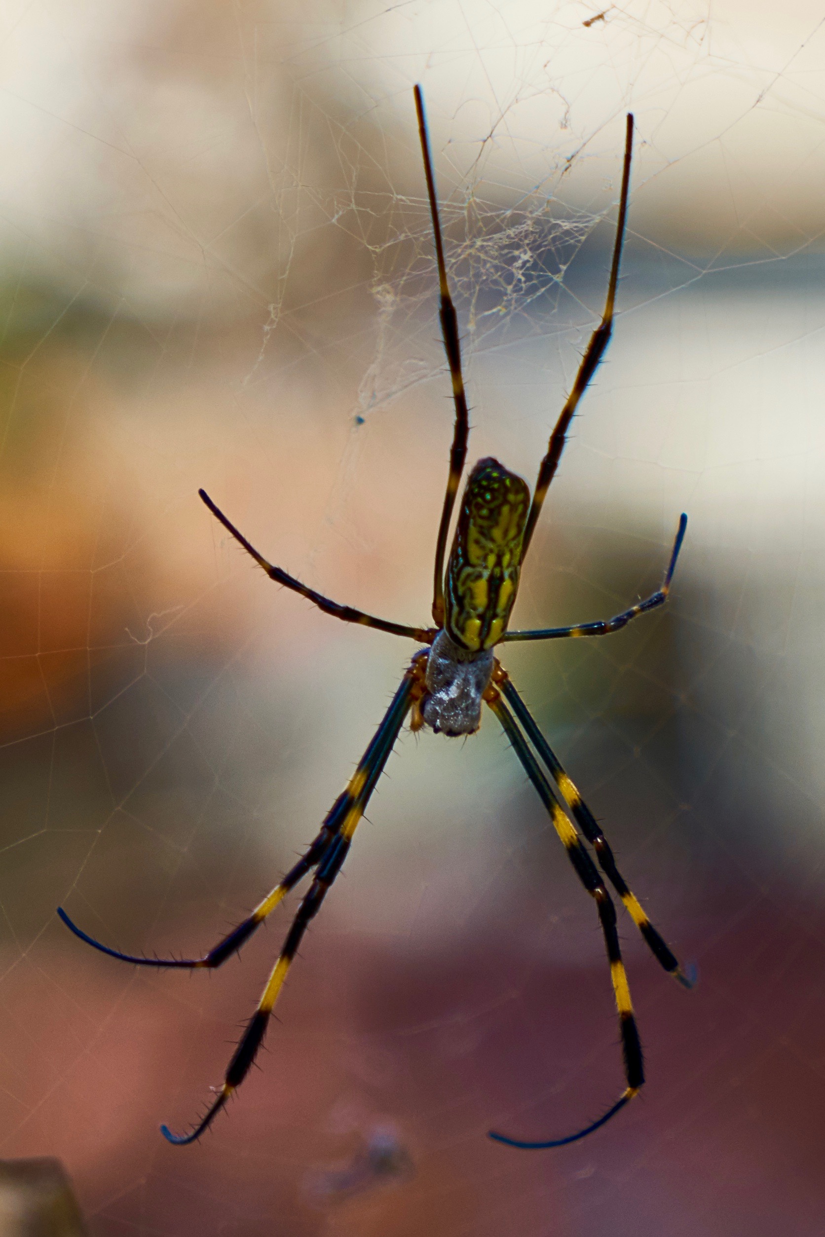 JAPAN-2016-02-055 JAPAN-2016-02-055