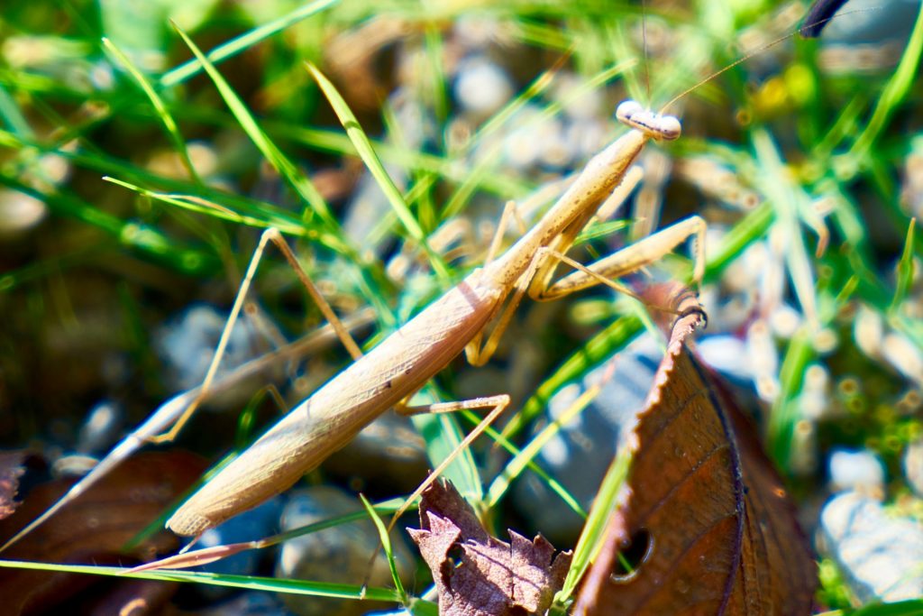 JAPAN-2016-02-059 JAPAN-2016-02-059