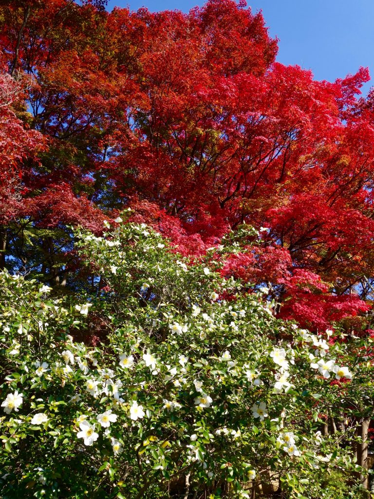 JAPAN-2016-02-061 JAPAN-2016-02-061