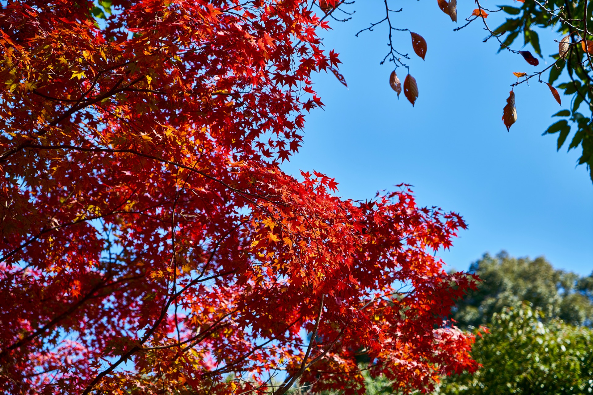 JAPAN-2016-02-062 JAPAN-2016-02-062