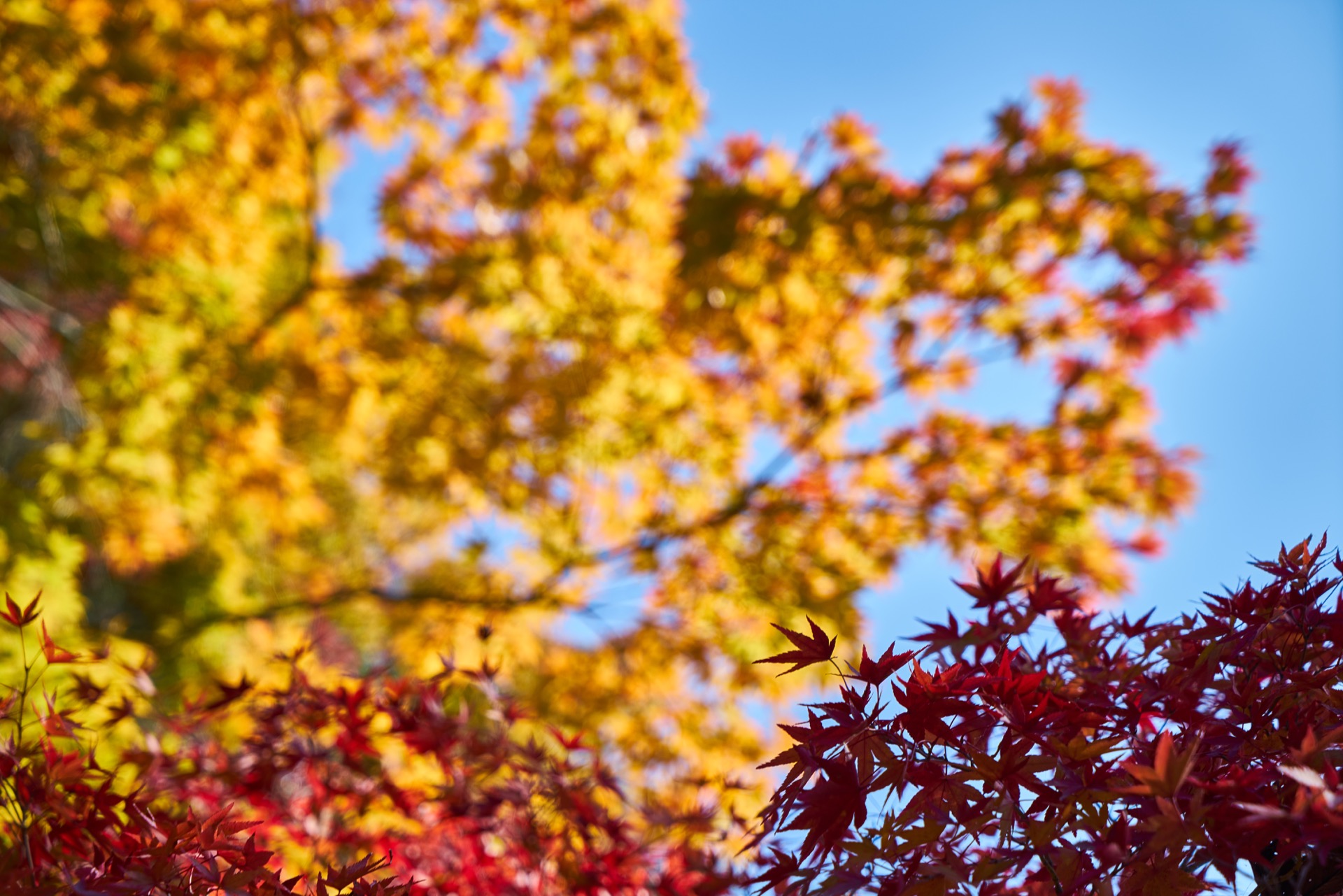 JAPAN-2016-02-064 JAPAN-2016-02-064