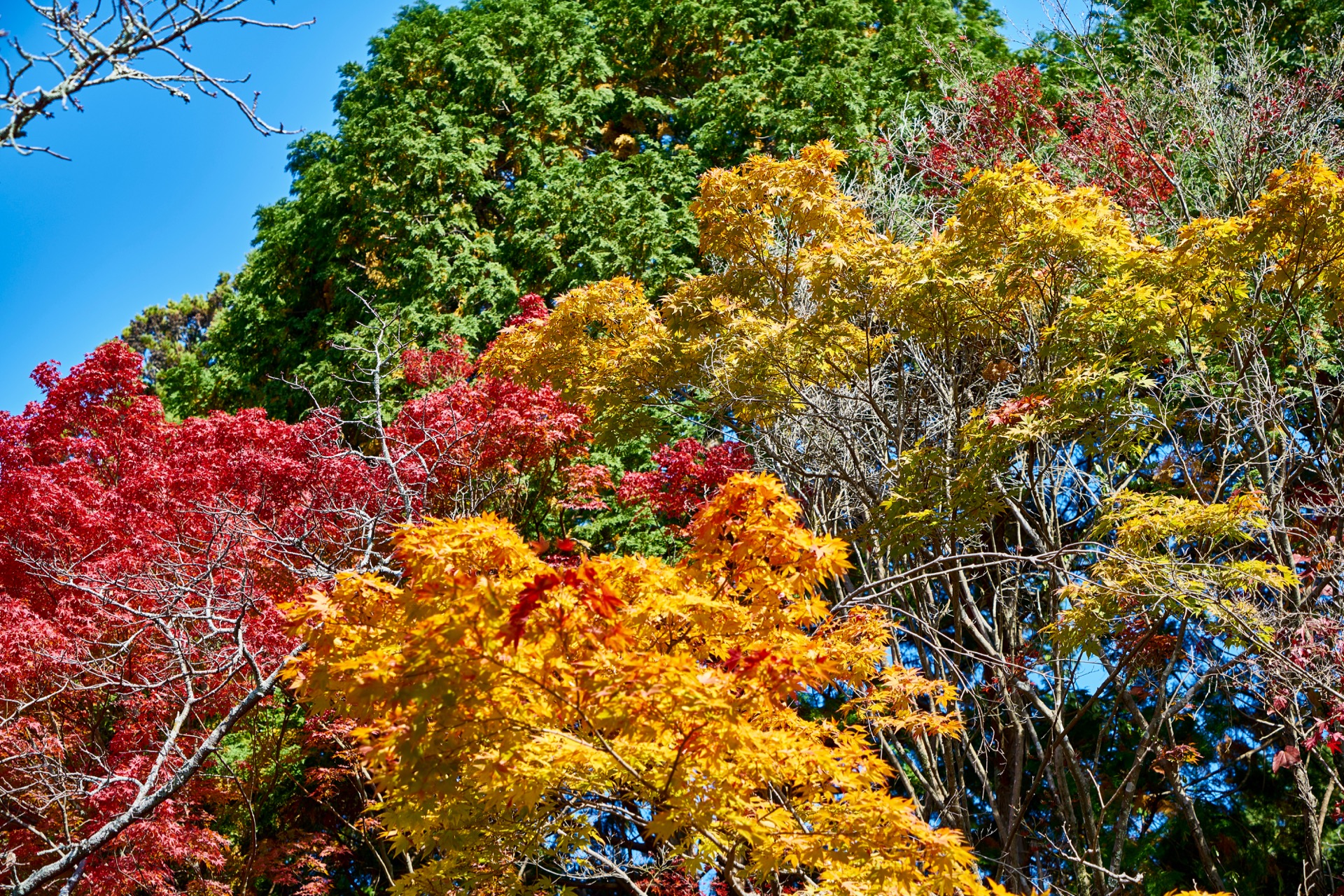 JAPAN-2016-02-065 JAPAN-2016-02-065