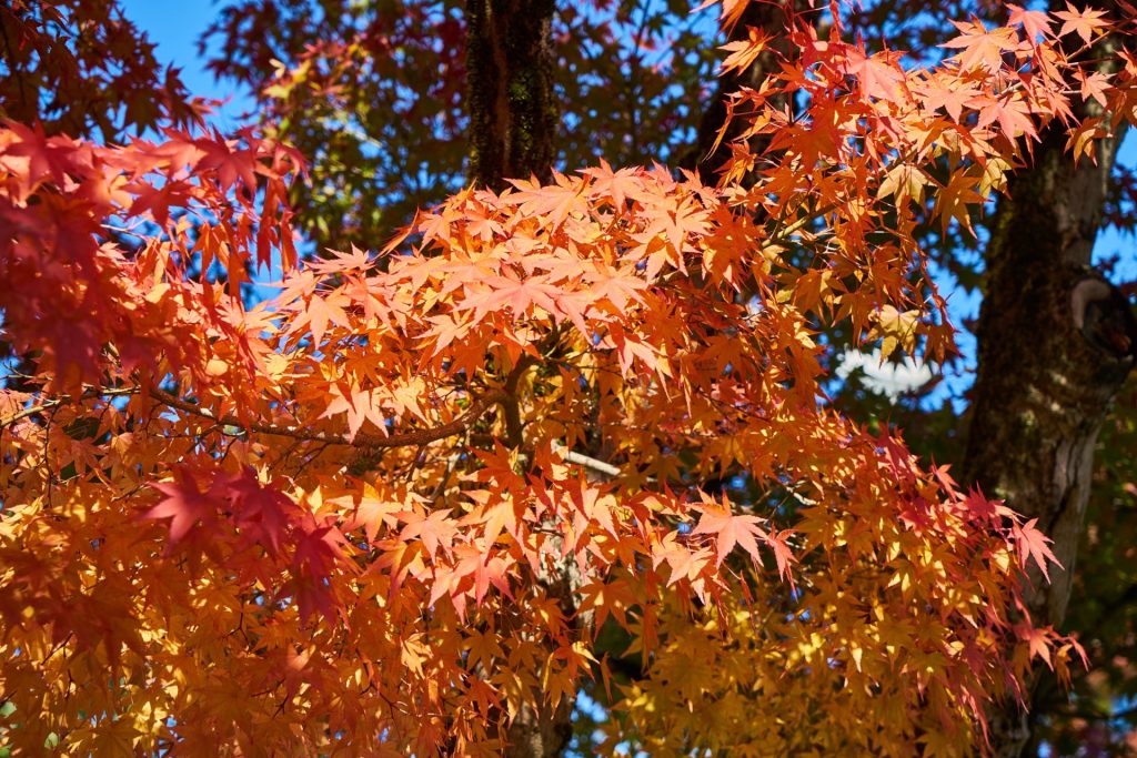 JAPAN-2016-02-073 JAPAN-2016-02-073