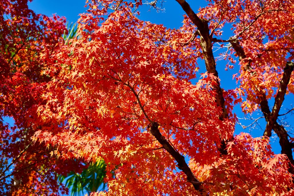 JAPAN-2016-02-075 JAPAN-2016-02-075