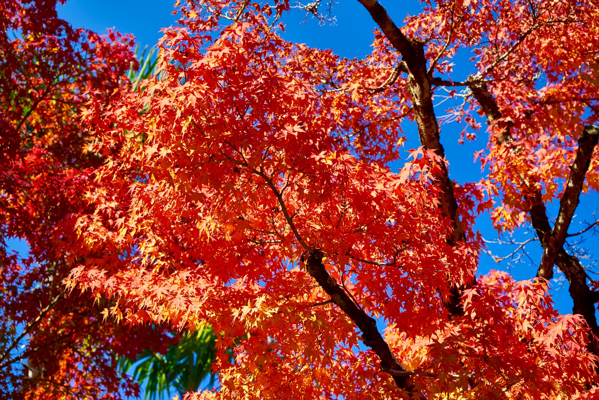 JAPAN-2016-02-075 JAPAN-2016-02-075