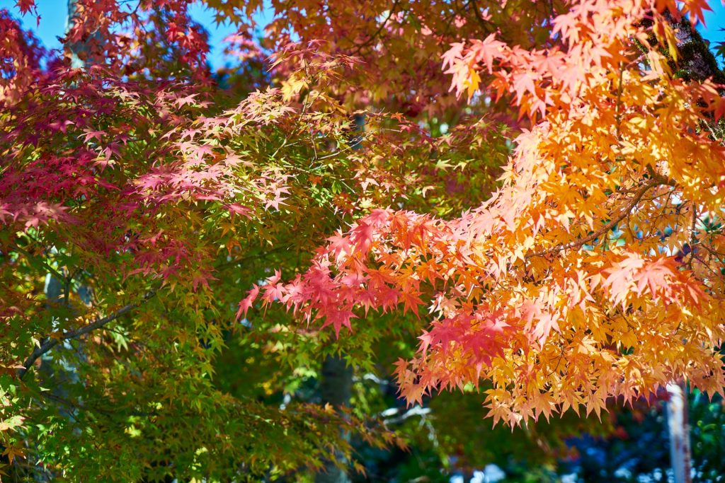 JAPAN-2016-02-076 JAPAN-2016-02-076