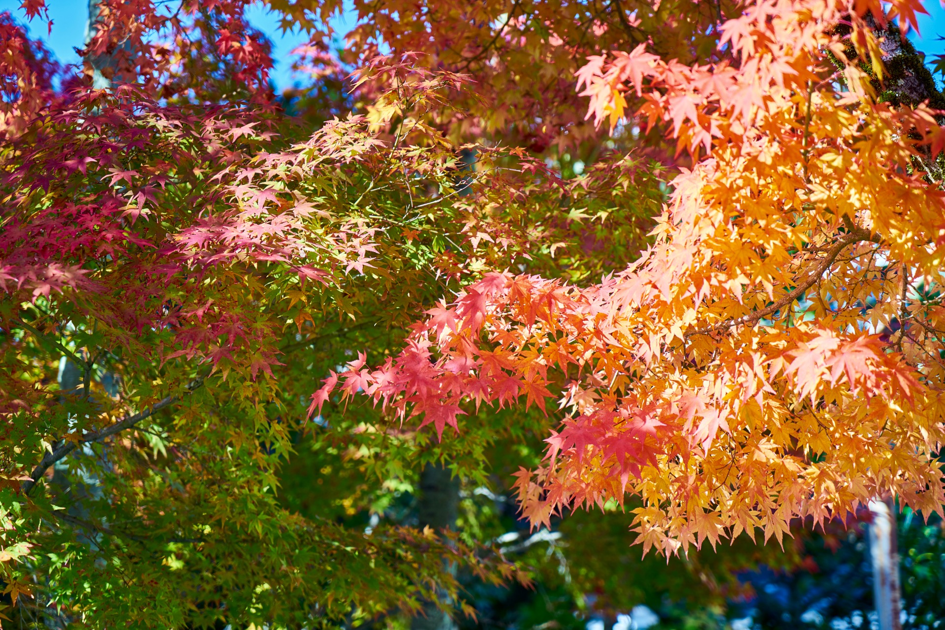 JAPAN-2016-02-076 JAPAN-2016-02-076