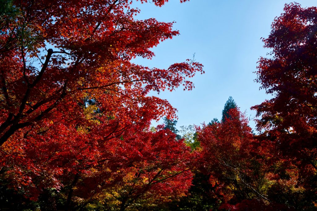 JAPAN-2016-02-079 JAPAN-2016-02-079