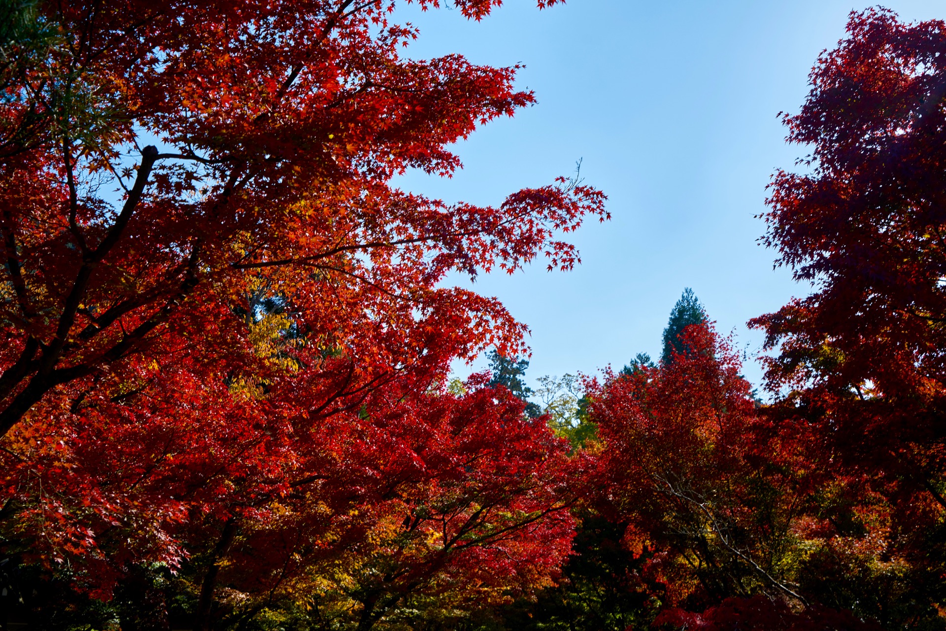 JAPAN-2016-02-079 JAPAN-2016-02-079