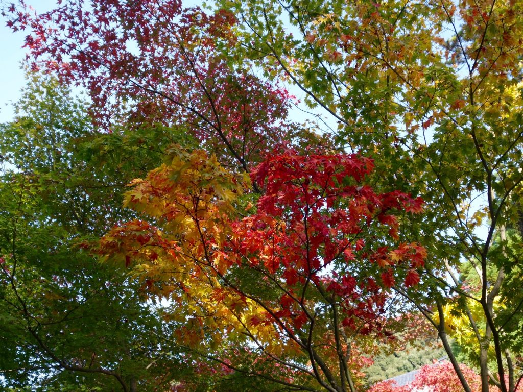 JAPAN-2016-02-093 JAPAN-2016-02-093