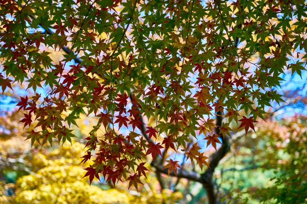 JAPAN-2016-02-095 JAPAN-2016-02-095