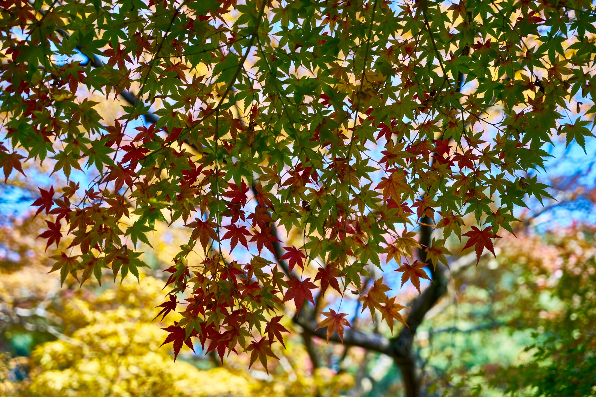 JAPAN-2016-02-095 JAPAN-2016-02-095