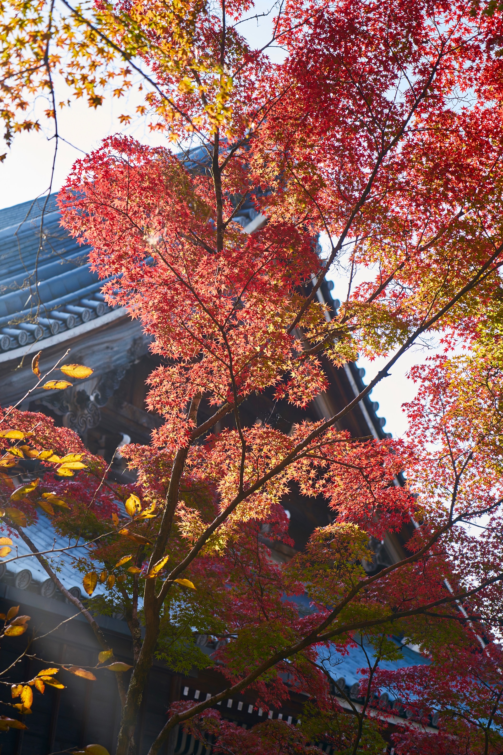 JAPAN-2016-02-097 JAPAN-2016-02-097