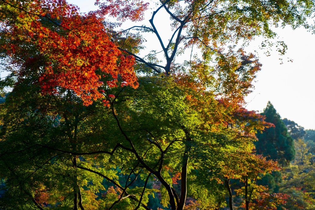 JAPAN-2016-02-148 JAPAN-2016-02-148