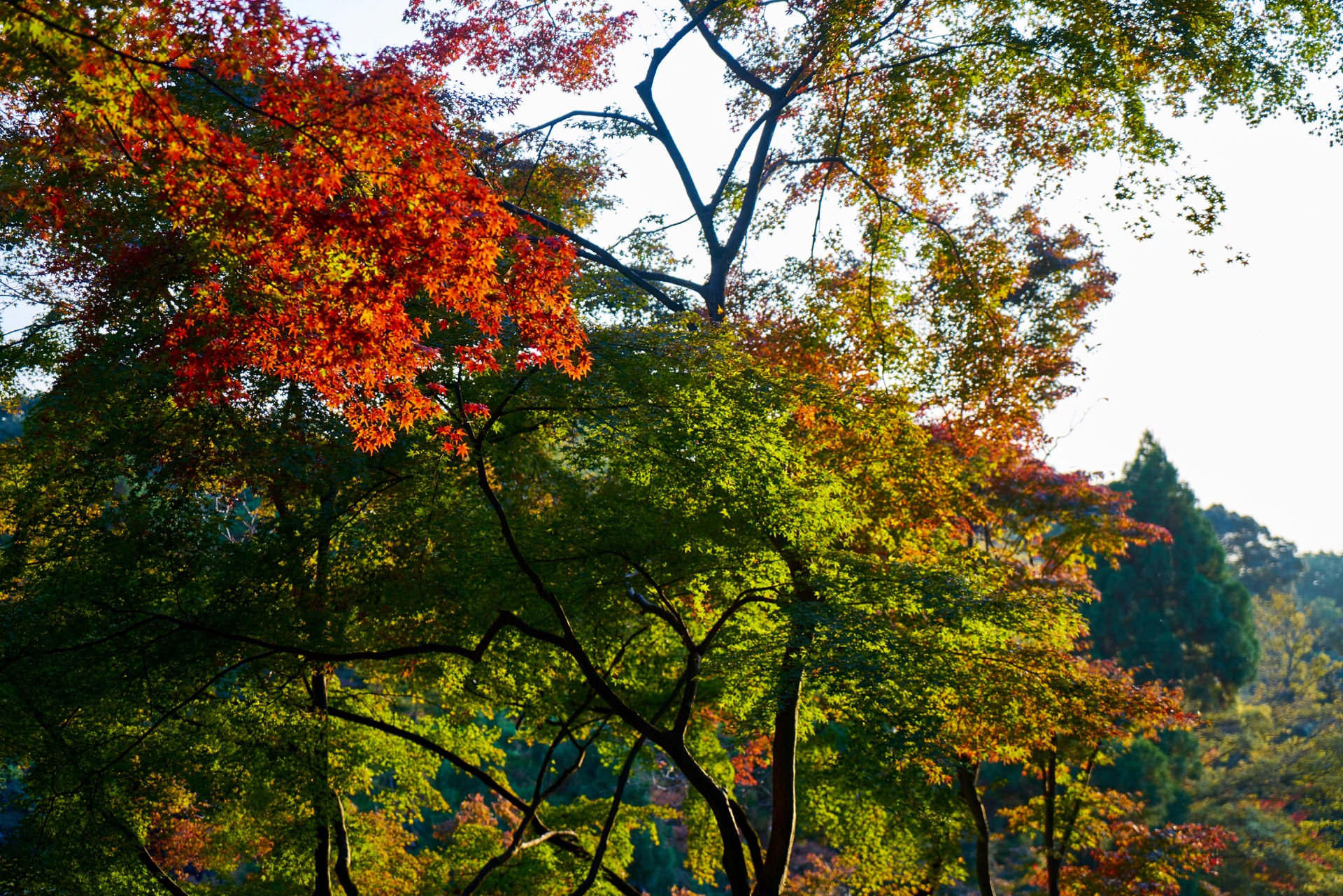 JAPAN-2016-02-148 JAPAN-2016-02-148
