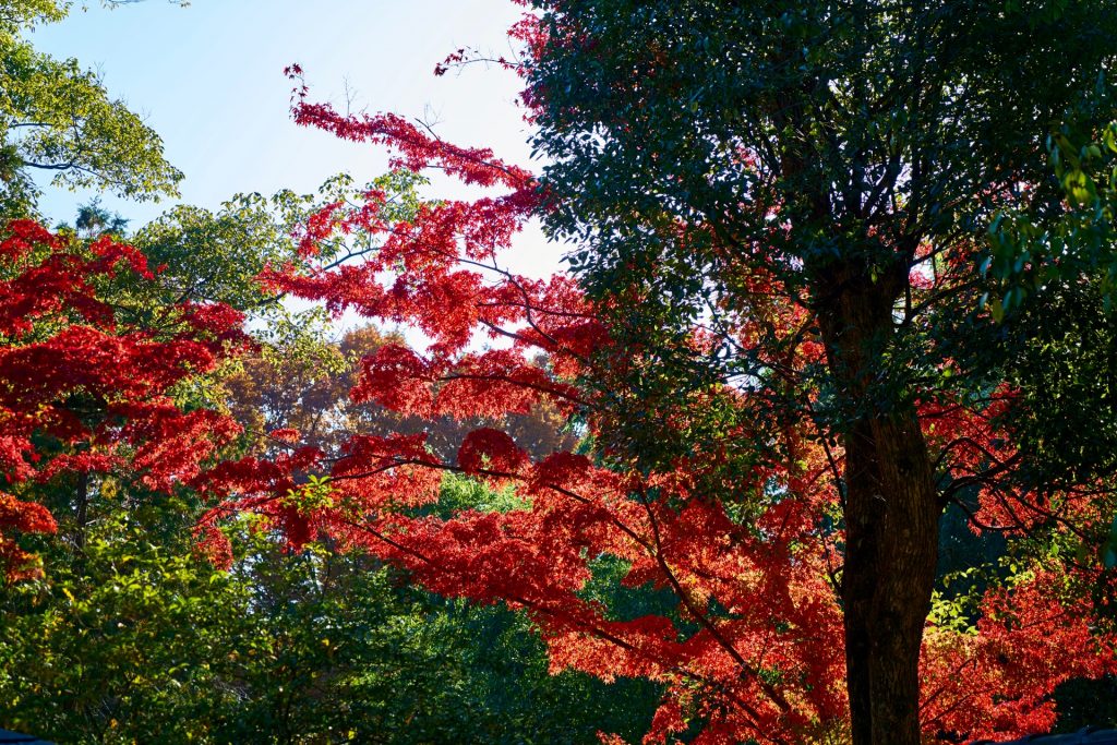 JAPAN-2016-03-004 JAPAN-2016-03-004
