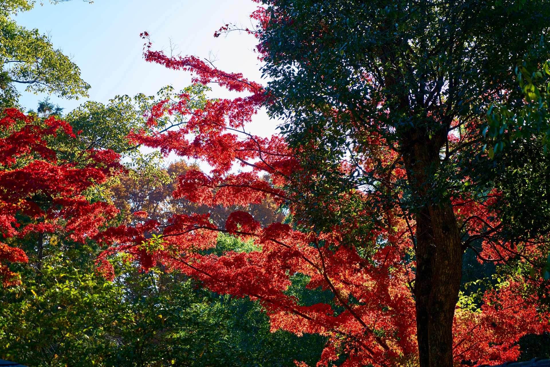 JAPAN-2016-03-004 JAPAN-2016-03-004
