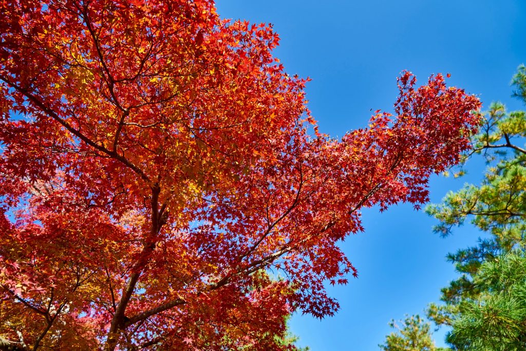 JAPAN-2016-03-016 JAPAN-2016-03-016