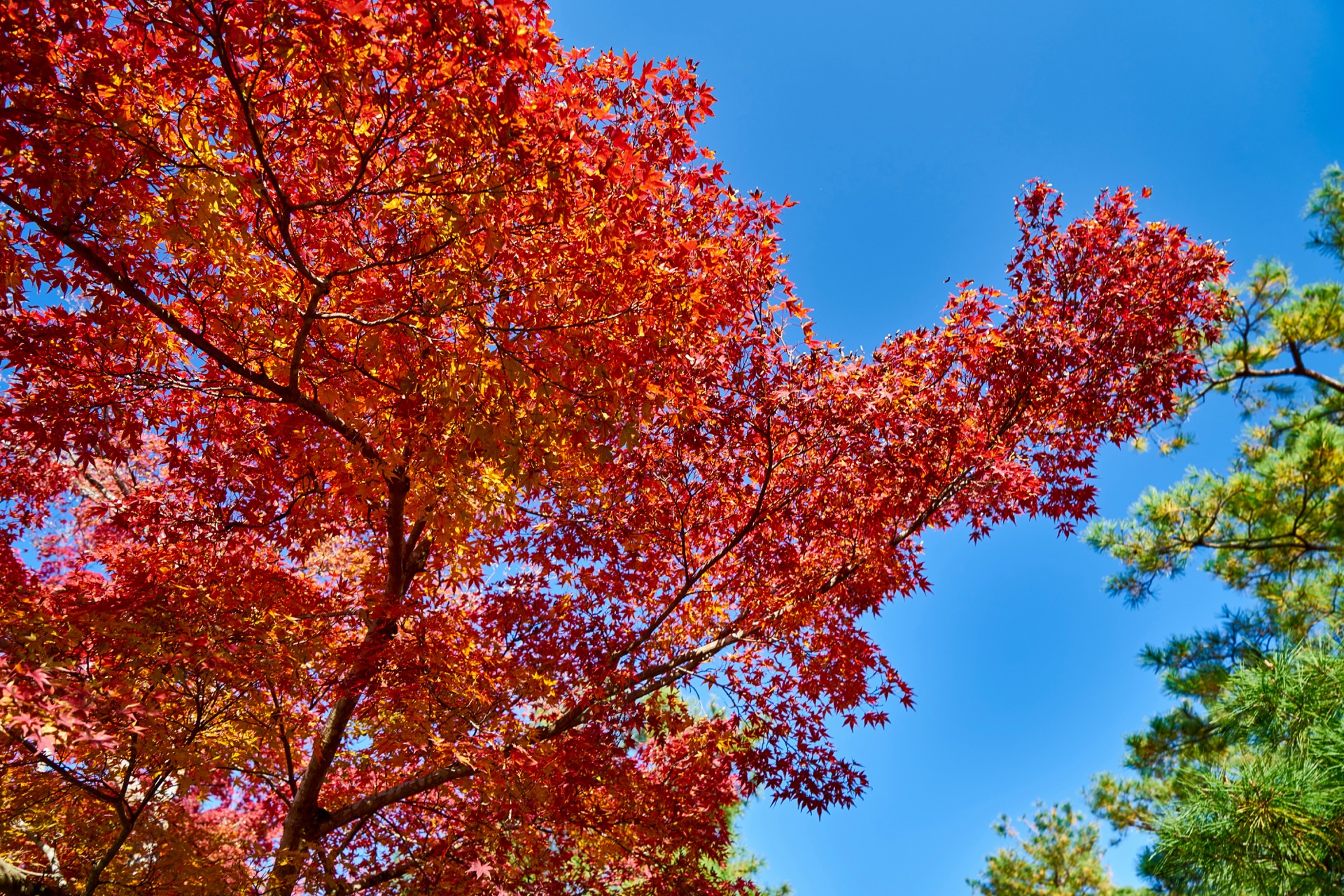 JAPAN-2016-03-016 JAPAN-2016-03-016